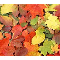 Úklid školní zahrady 13.11. 2025